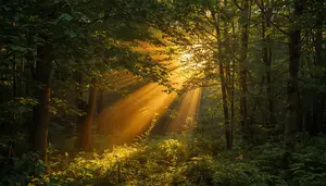 light in forest image for law of attraction page on InnerPeaceNow.com